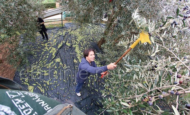 berba_maslina_1478710389.jpg Foto: ebibinje