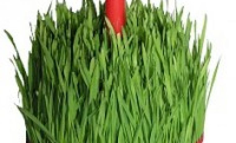 bozicna_psenica_200_200_1355333628.jpg bozicna_psenica_200_200_1355333628.jpg
