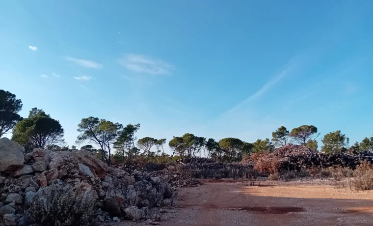 crno, groblje, drvo