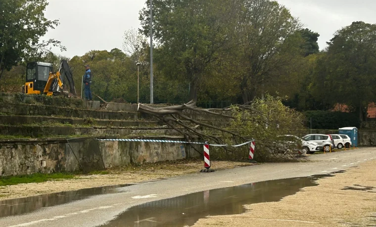 đil, parking, stabla
