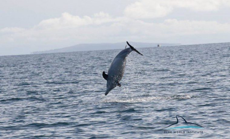 Foto: Blue World Institute