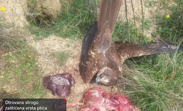 eja1 eja1