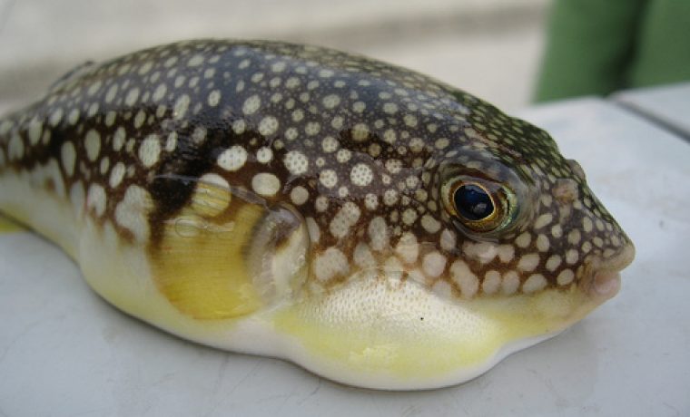 fugu1_1363770881.jpg