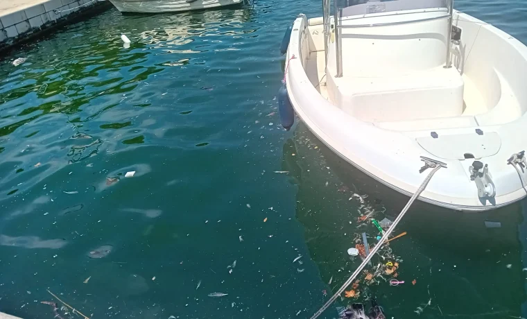 galeb, jazine