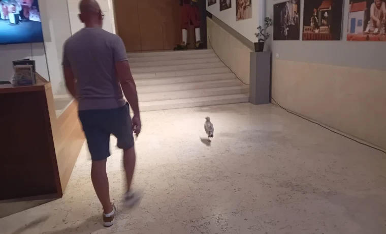 galeb, kazalište, 1