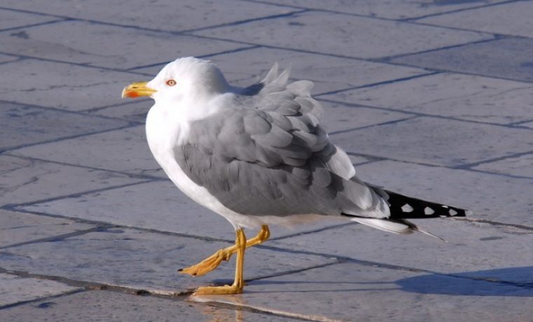galeb_1452598233.jpg Foto: 057 info