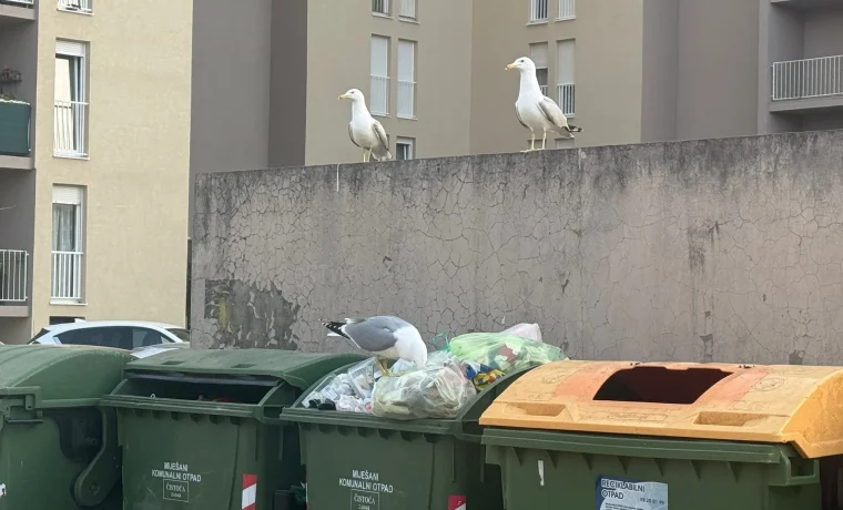 galebovi, smeće galebovi, smeće