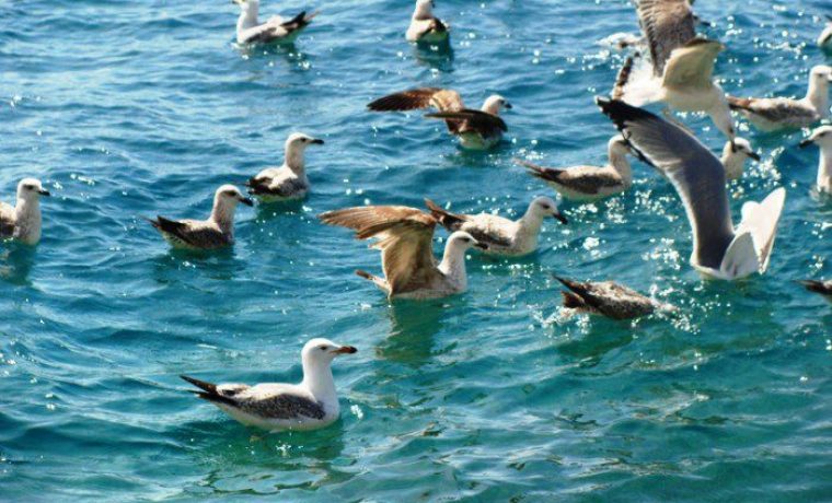 galebovi_1365438999.JPG galebovi_1365438999.JPG