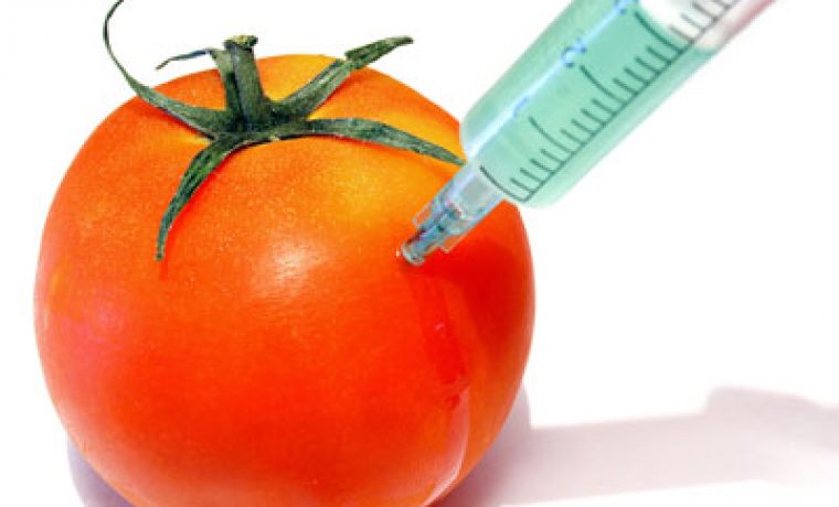 gmo_tomato__451868_cut_1333535378.jpg gmo_tomato__451868_cut_1333535378.jpg