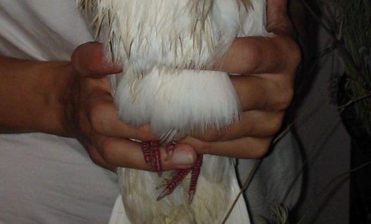 golub_2_1341900133.jpg