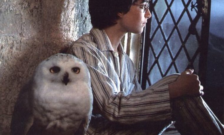 harry_and_hedwig_1213081666.jpg harry_and_hedwig_1213081666.jpg