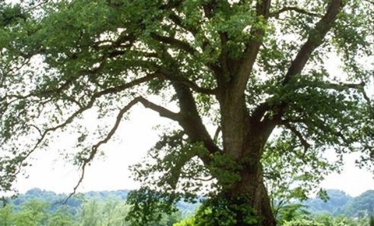 hrast_1233823814.jpg hrast_1233823814.jpg