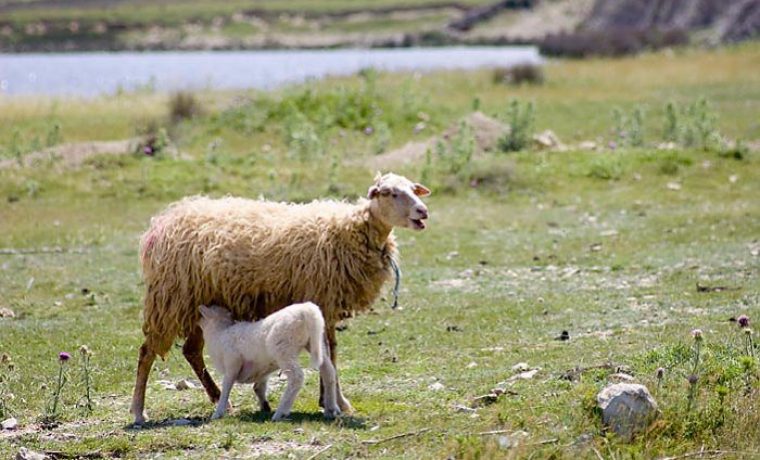 Foto: www.mediteranpag.com