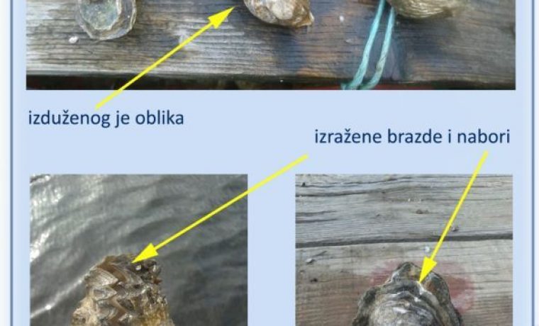 kamenica_1518336741.jpg