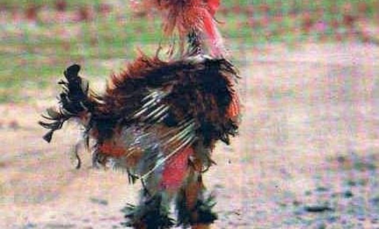 kokosinjac_1287763112.jpg