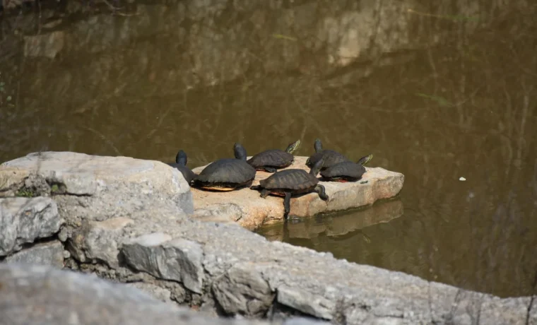 Foto: Natura Jadera
