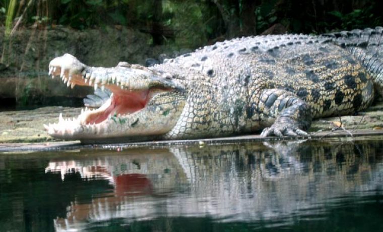 krokodil_1219056009.jpg