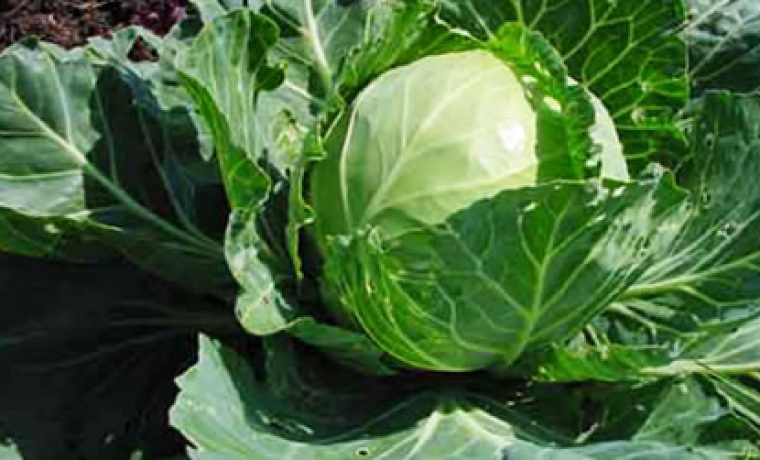 kupus_dijeta_1361993527.jpg