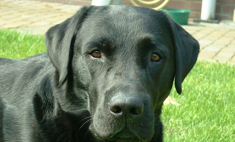 labrador_retriever_1345971942.jpg labrador_retriever_1345971942.jpg