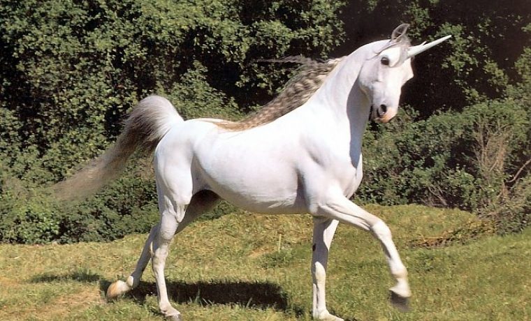 licorne_17_1354295374.jpg Foto: alfa-portal
