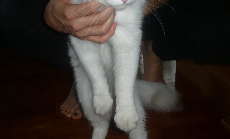 ma_ka_1349973972.JPG