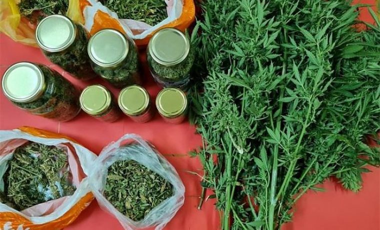 marihuana_06_07__1625557120.jpg Foto: PU zadarska (Arhiva)