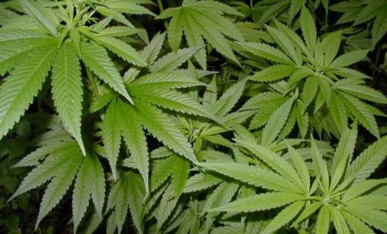 marihuana_1195727124.jpg marihuana_1195727124.jpg