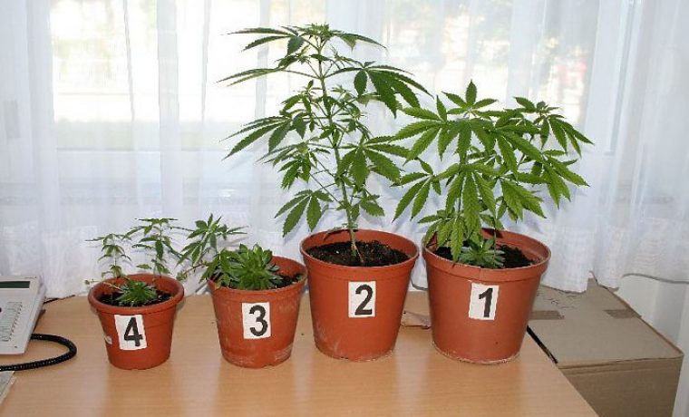 marihuana_1278576402.jpg Foto: Arhiva