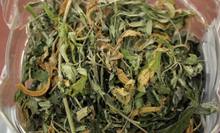 marihuana_droga_226554S1_1257767464.jpg