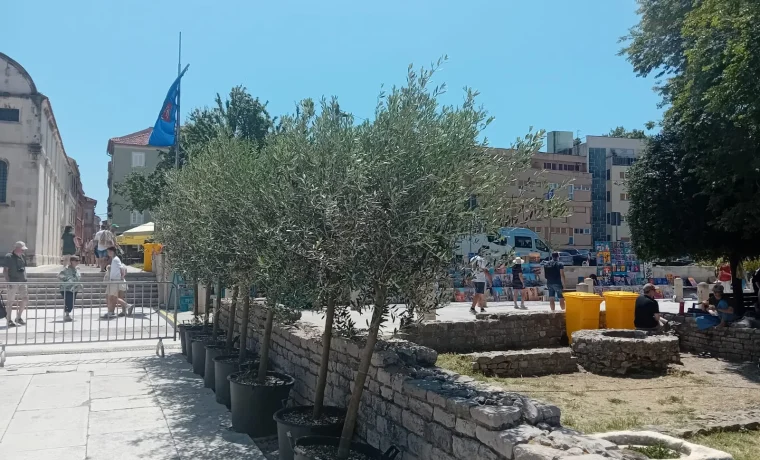 masline, forum