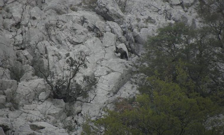Foto: NP Paklenica