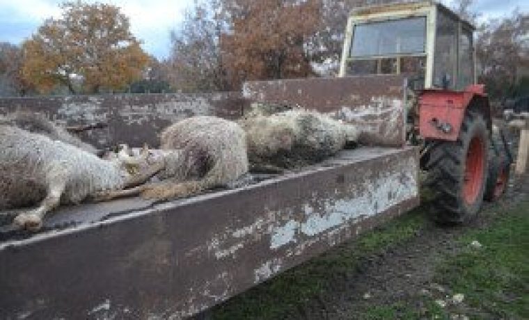 Foto: agroklub.bu