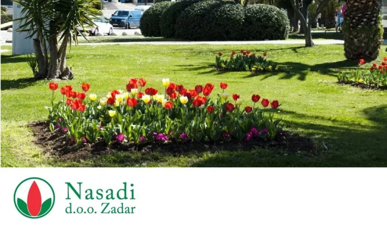 nasdi