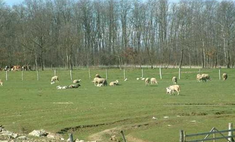 njiva_1201267524.jpg