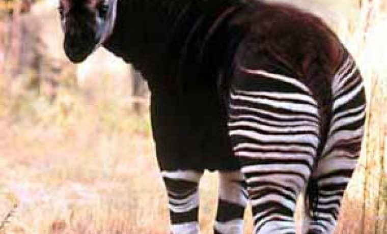 okapi_1221122788.jpg Foto: hedweb.com