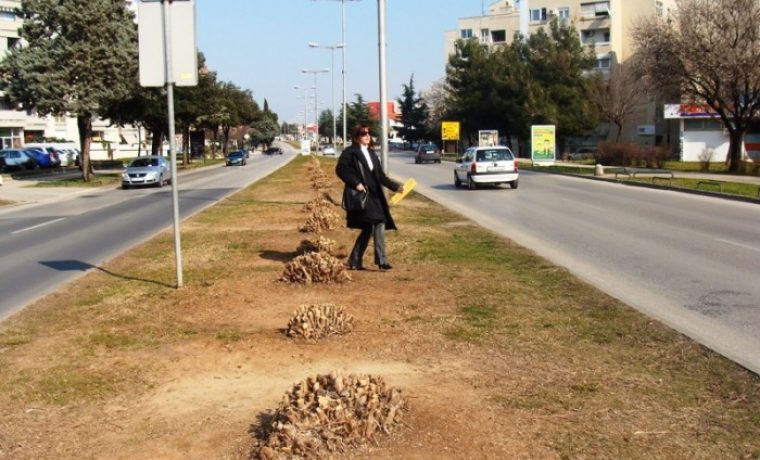 oleandri__bulavar_1298534830.JPG
