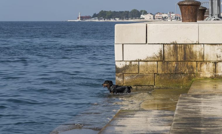 Foto: Tomi Burčul