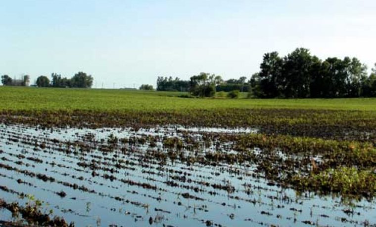 palle_seedinoculation_1213791880.jpg