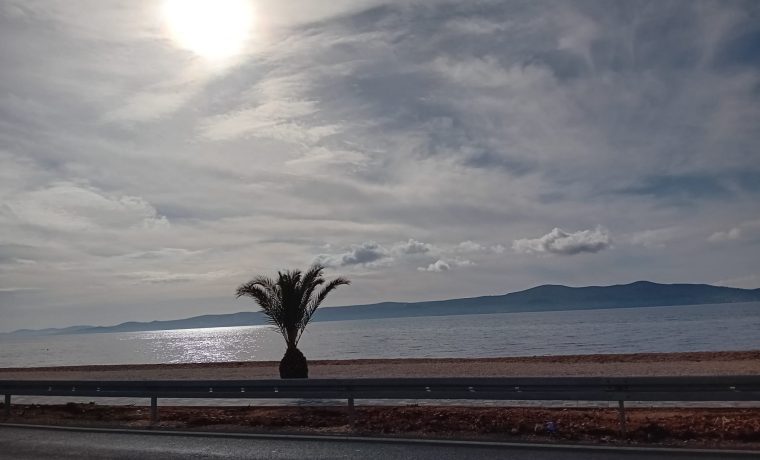 palma, sukošan palma, sukošan