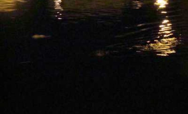 pas2_1220596803.jpg Foto: www.057info.hr (lb)