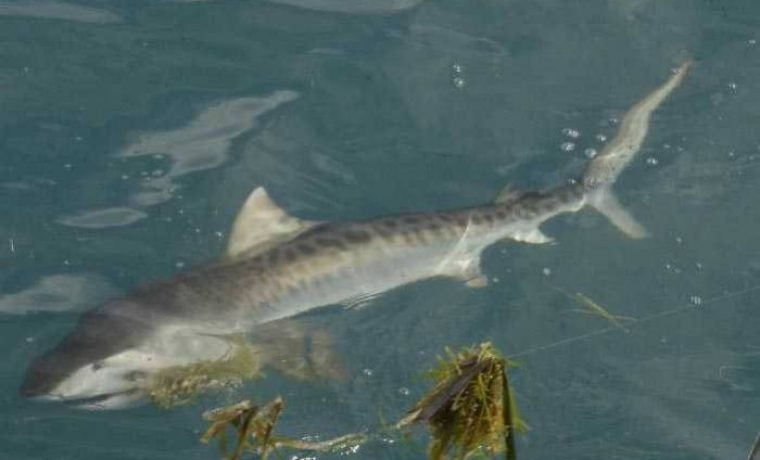 pas_1206349432.jpg Foto: www.sportfishingkeywest.com