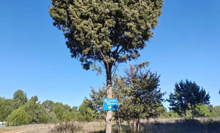 perustina perustina