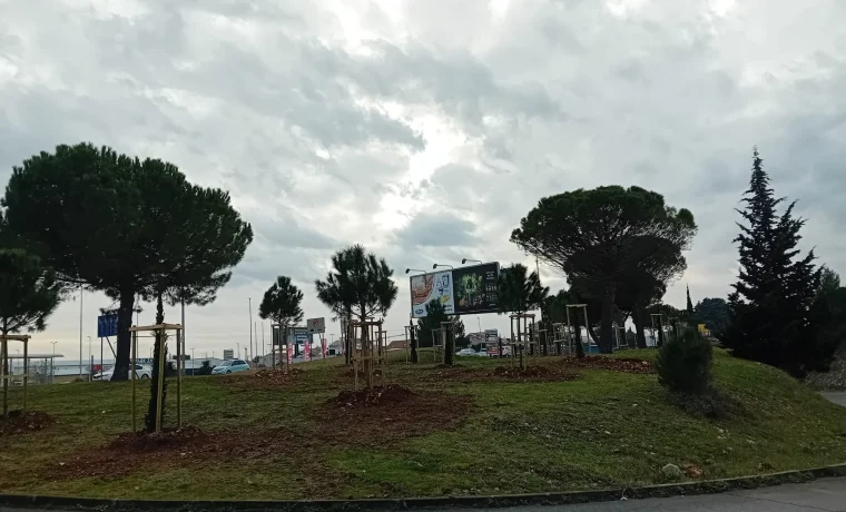 pinije, plodine