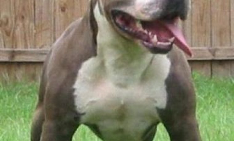 pitbull_1322555109.jpg pitbull_1322555109.jpg