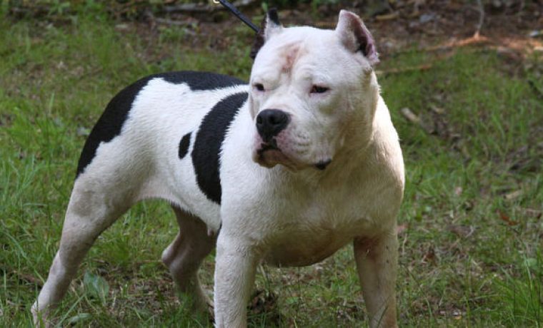 pitbull_e59722b0896e765f938f637722af0b9e_view_article_1361990502.jpg pitbull_e59722b0896e765f938f637722af0b9e_view_article_1361990502.jpg