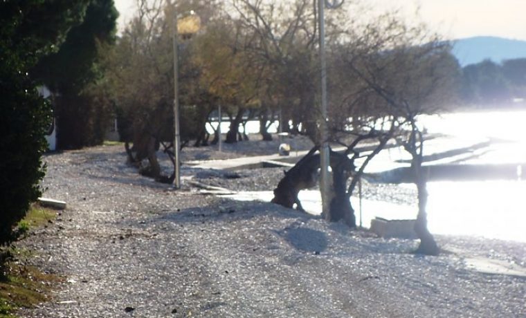 pla_a__diklo_1356615598.JPG