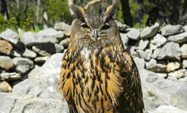 pracenje_gnijezdecih_parova_sova_usara_bubo_bubo_u_parku_prirode_vransko_jezero_01_660x330_1617948528.jpg Foto: PPVJ