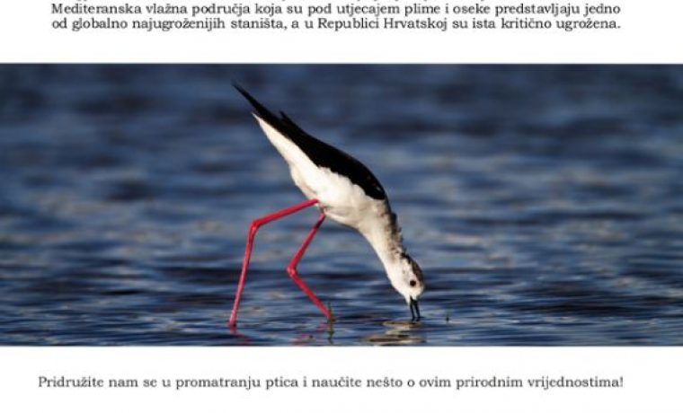 prebrojavanje_ptica_solana_nin_1285662450.jpg