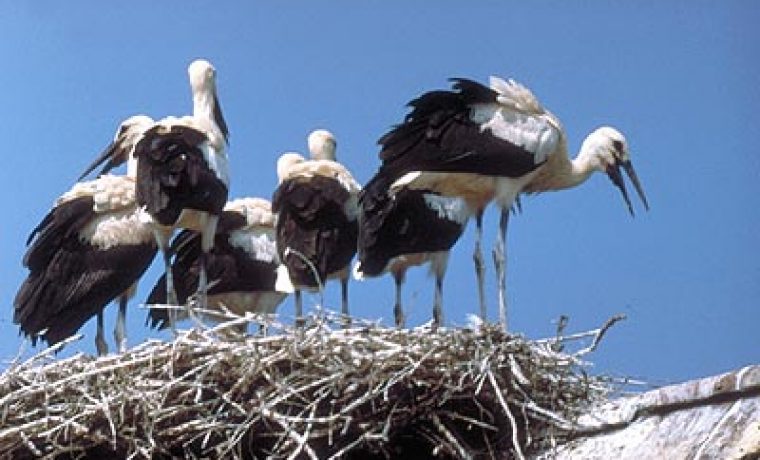 Foto: www.alertonline.org