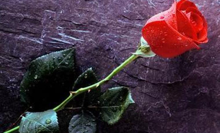 ruza_cvijet_1331035437.jpg
